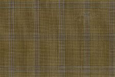 Brown olive with blue check